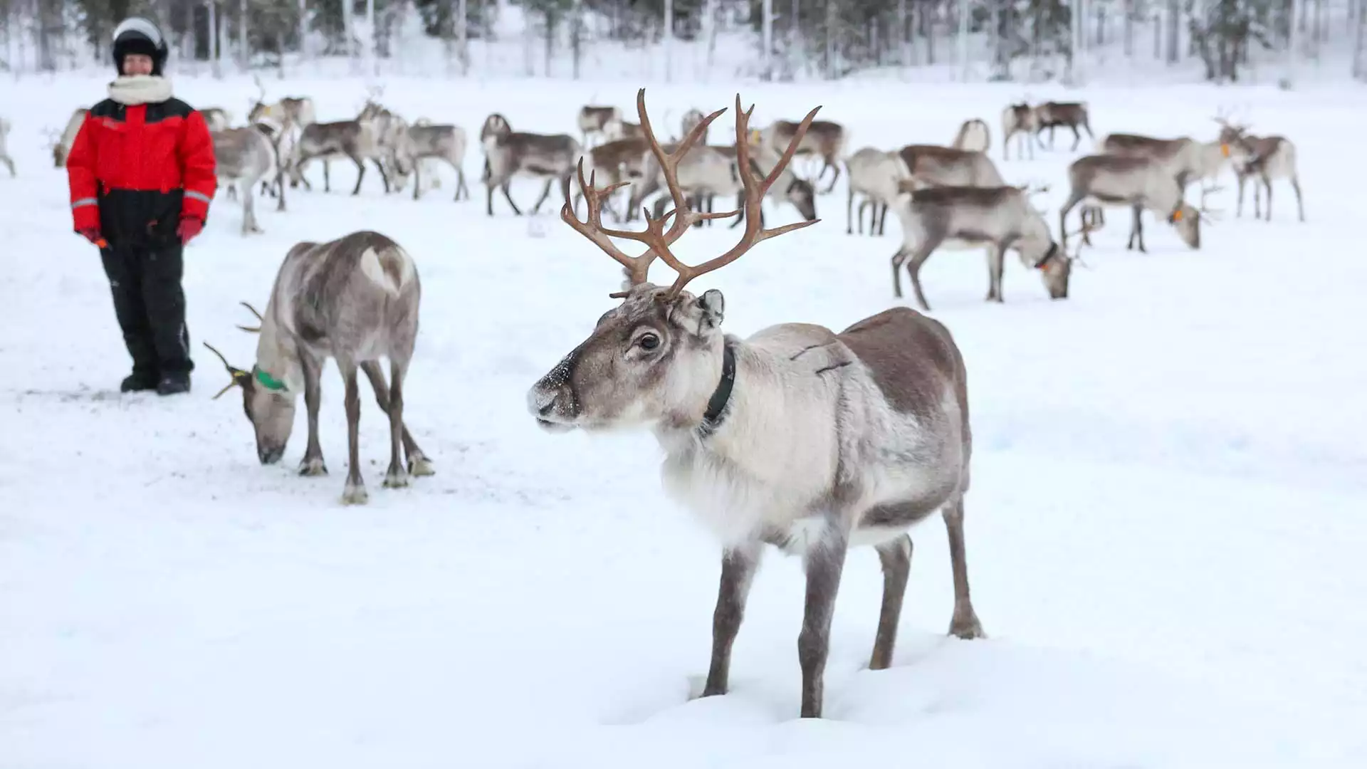 Ontmoeting met rendieren en huskysafari