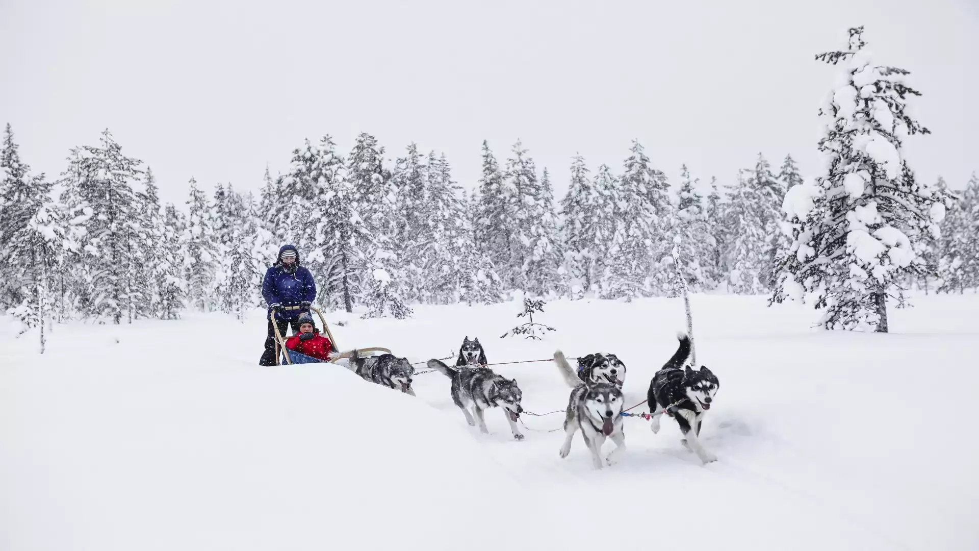 Op pad met de husky’s!