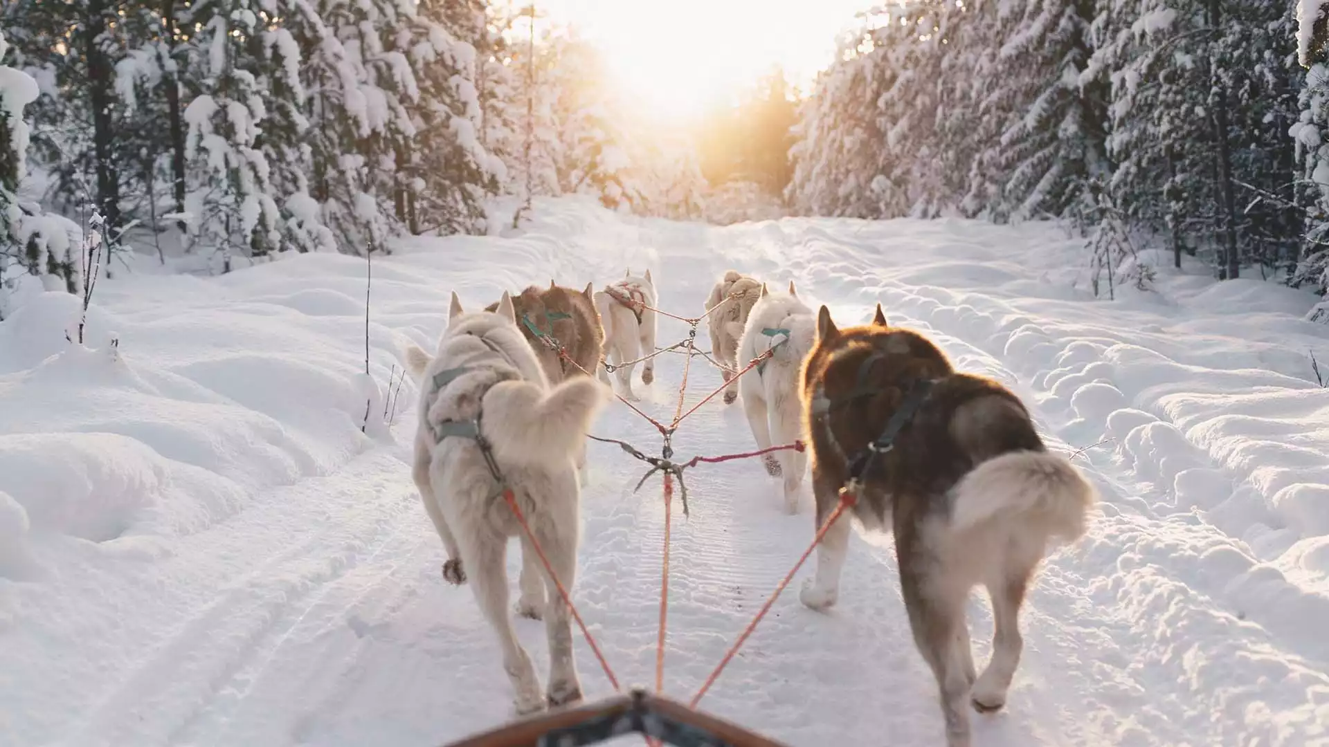 Halve dag huskysafari