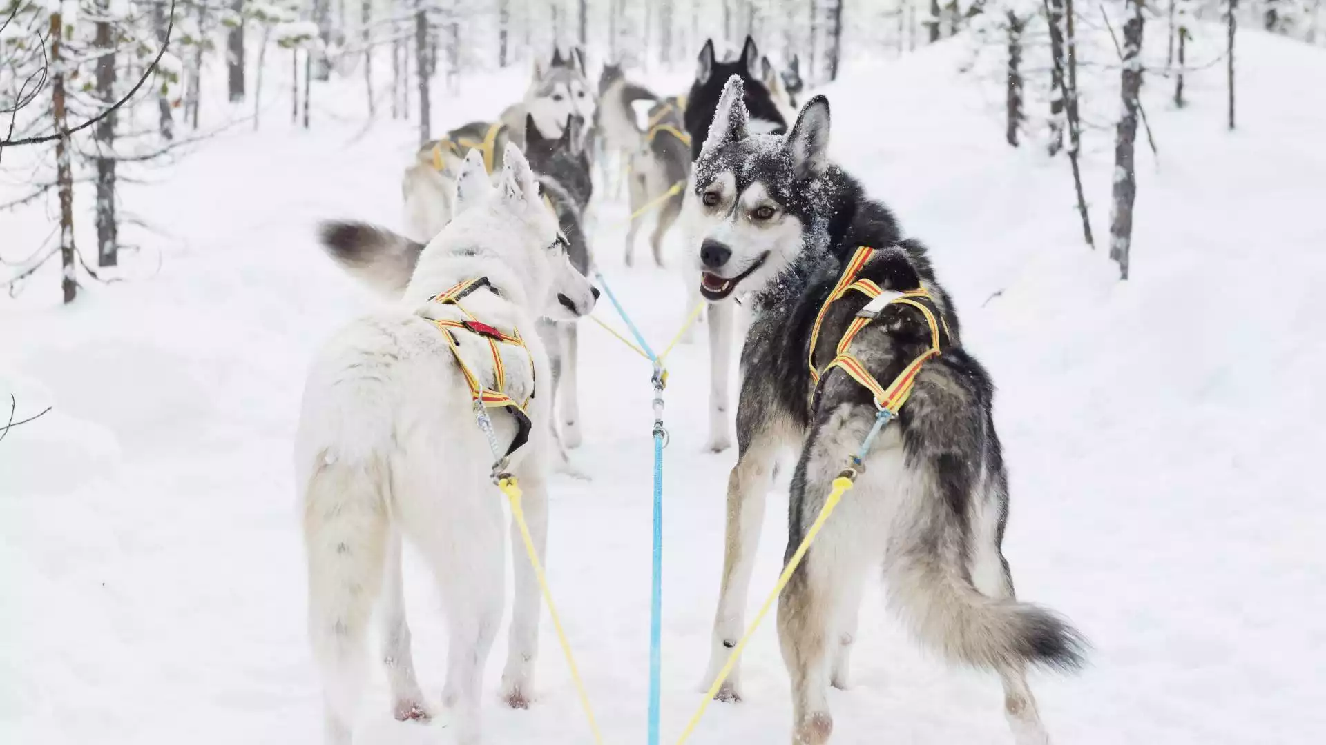 Huskysafari