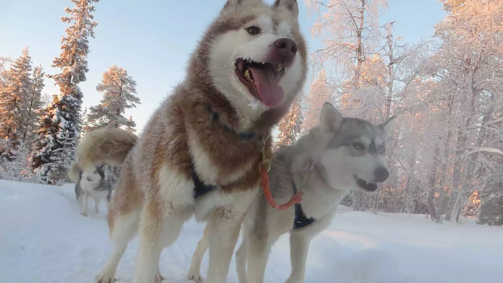 Huskytocht en noorderlichtjagen