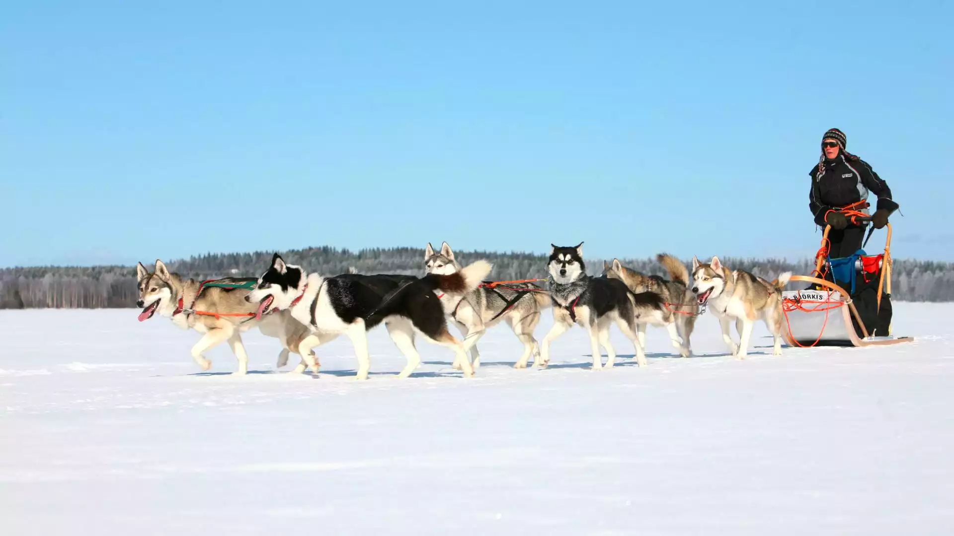 Op pad met de husky's