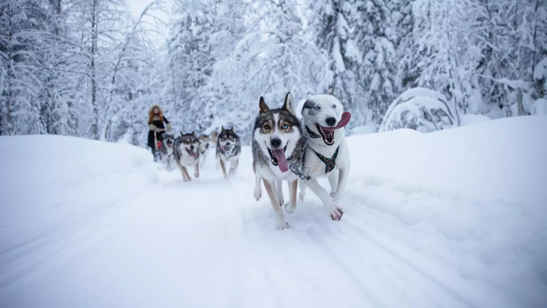 Op huskysafari