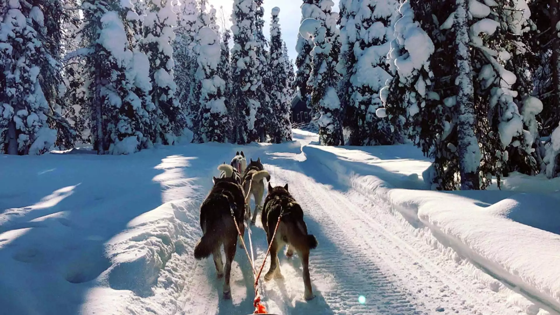 De wildernis in met de huskies