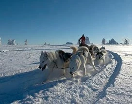 luosto-sneeuwscootersafari-huskyboerderij