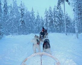 rovaniemi-husky-rendieren