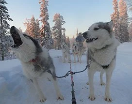 salla-huskysafari-4uur